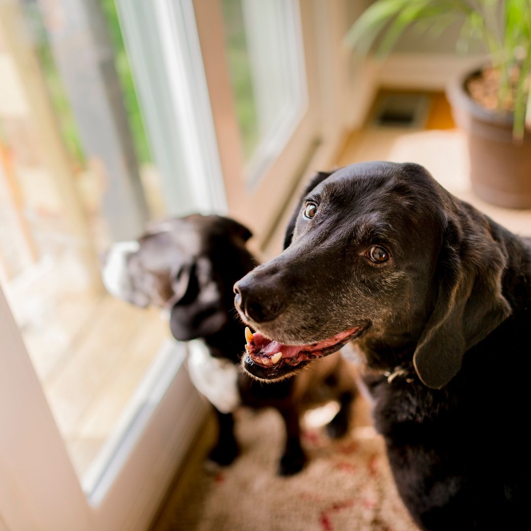 dogs indoors