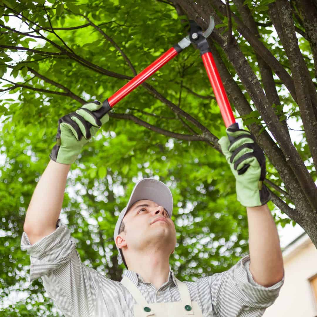 pruning tree