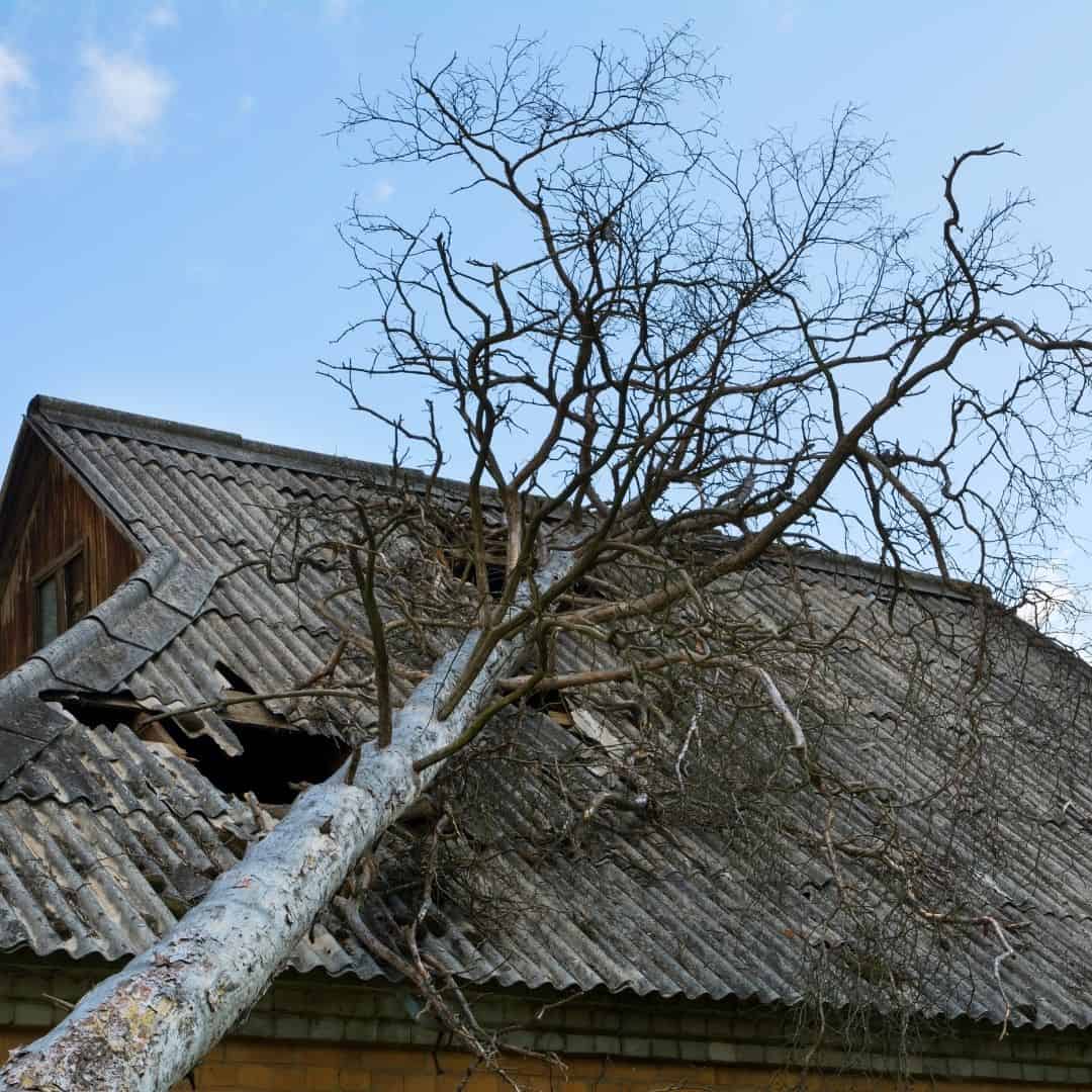 Trim trees to prevent roof damage.